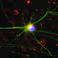 Neurons can predict the future
