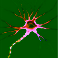Multi-scale skeletal muscle neuromechanics in vivo