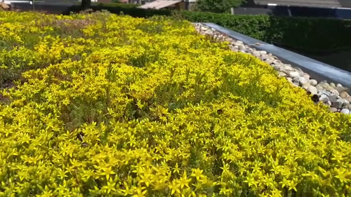 A picture containing grass, outdoor, tree, flower

Description automatically generated