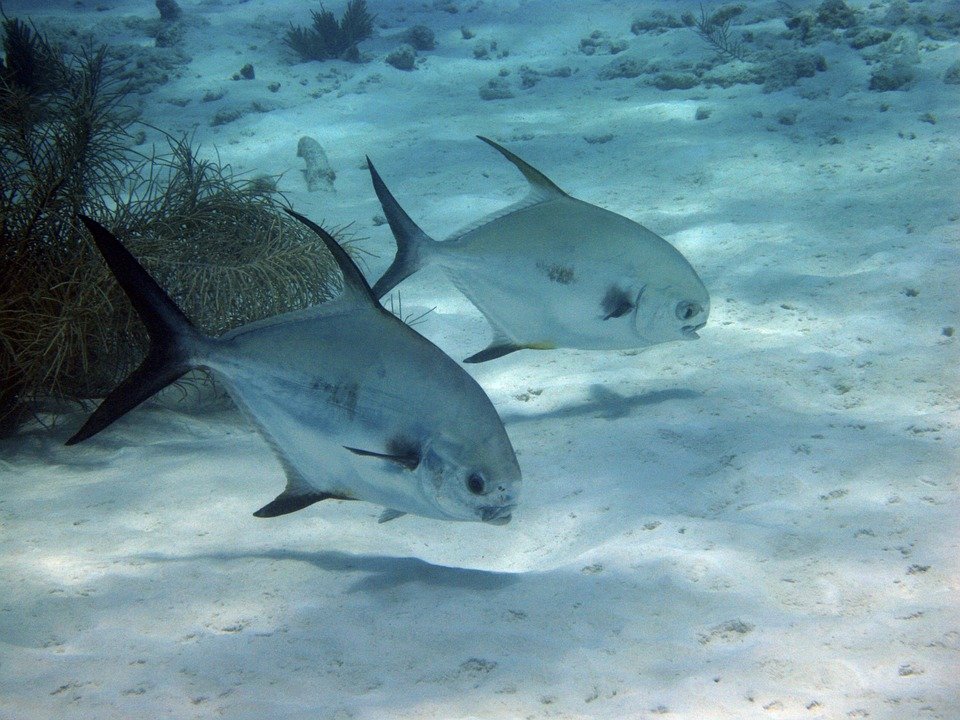 Fish, Underwater, Diving, Swimming, Marine, Tropical