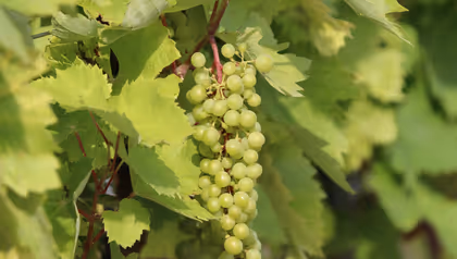 Riesling grape