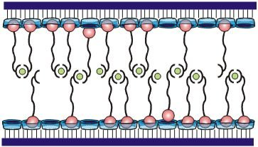 Coagulation of vesicles
