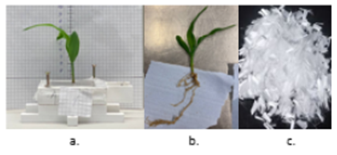 Figure 1: a) Maize plant growing in a direct shear cell. b) Maize root structure. c) Polypropylene fibers.