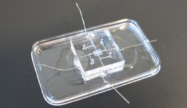 D:\Dropbox\Universiteit\BMT-M\M2\Masters Assignment\Chip design\Pictures of chip\IMG_7015.JPG