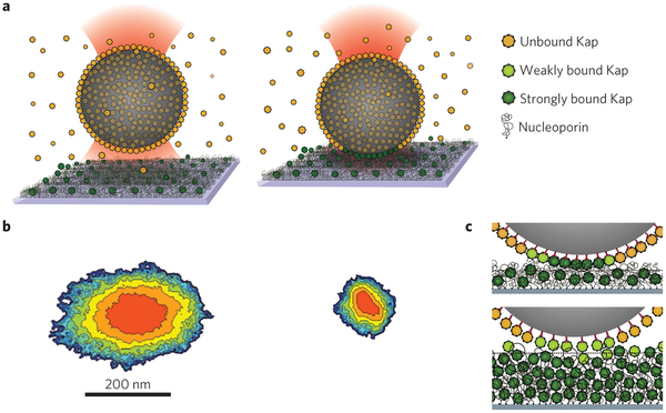The interaction of nucleoporin-functionalized substrates with colloidal probes that are modified with nuclear transport receptors (karyopherins, Kap).