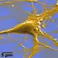 NEURoVERS-it . Neuro-Cognitive Science and Information Technology Virtual University