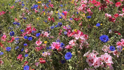 Bloemen