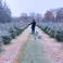 Dec 8: Midwinter horn walk (external activity)