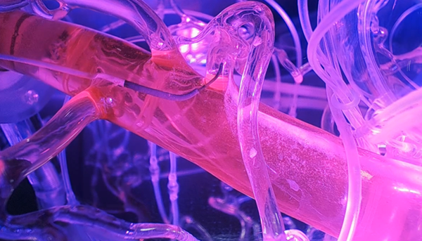 A picture containing invertebrate, arthropod, plastic, lobster

Description automatically generated