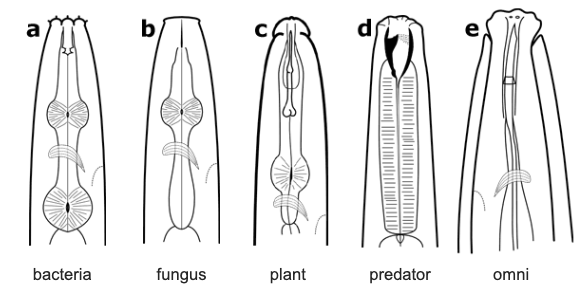 Diagram of a plant anatomy
Description automatically generated with medium confidence