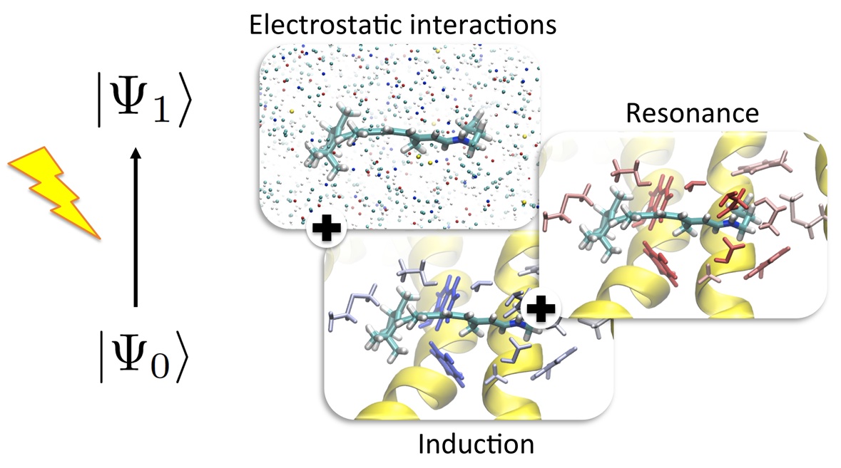Resonance versus elctrostatic interactions in photoreceptor proteins